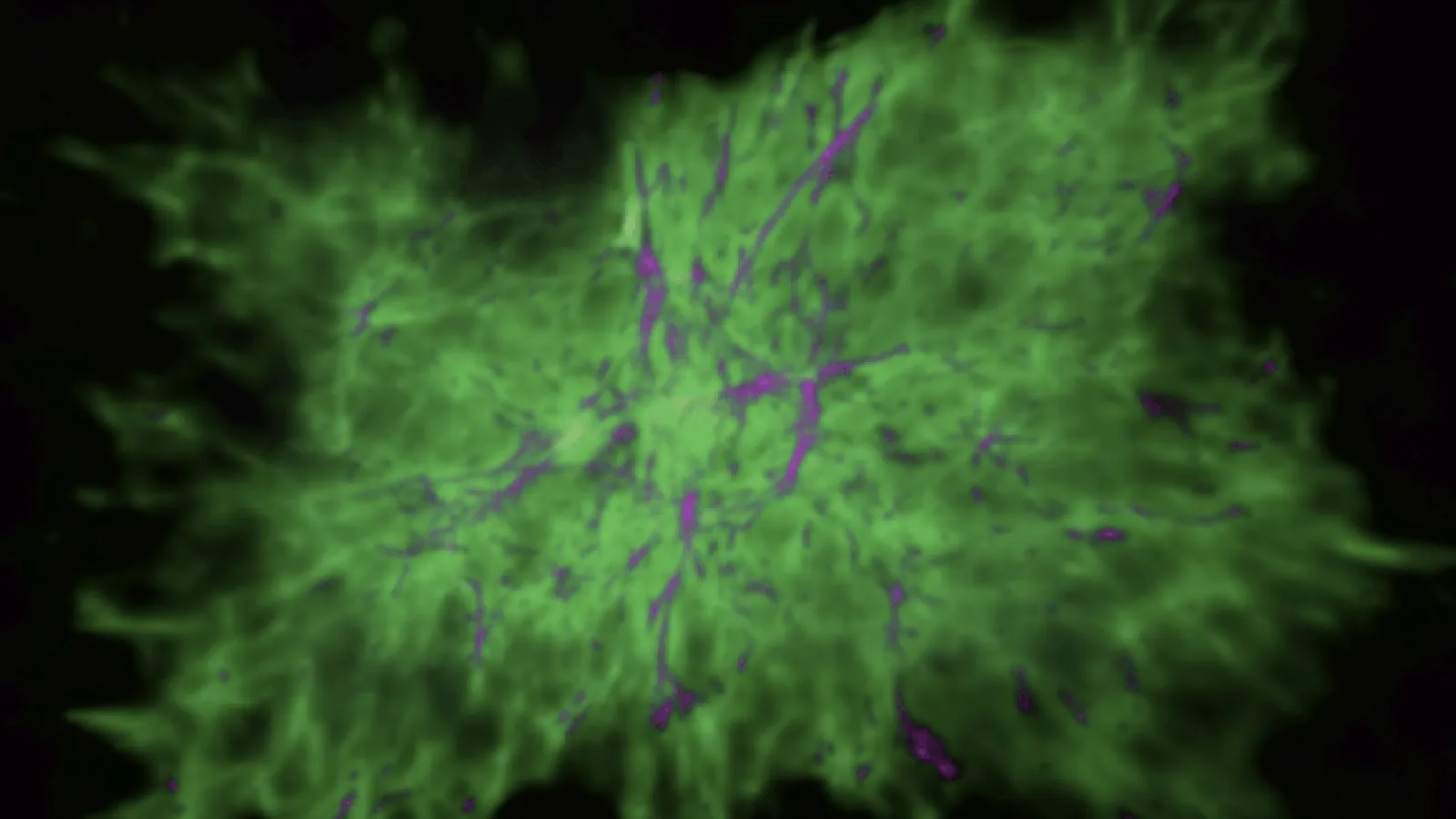 A simulated dwarf galaxy when the universe was 0.5 billion years old. Magenta represents cool gas, green is warm ionized gas, and red is hot gas. Image credit: Hopkins et al. 2013